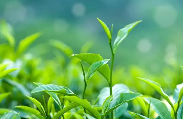 碧然德聯(lián)合天貓每周大牌日，邀你一起來(lái)喝&ldquo;茶&rdquo;